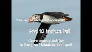 Puffin facts!