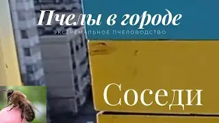 Улей в городе.Пчелы на балконе и соседи.Экстремальное пчеловодство.