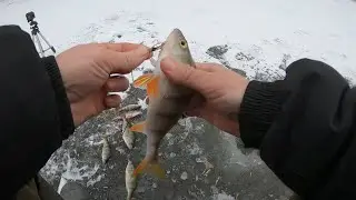 ЗИМНЯЯ РЫБАЛКА НА ОКУНЯ!
