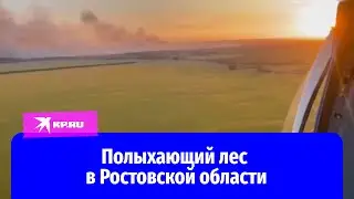 В Ростовской области лесные пожары
