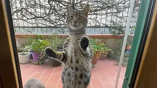 Gatti randagi? Non sembra...