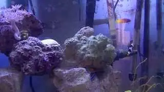 Saltwater Aquarium 4