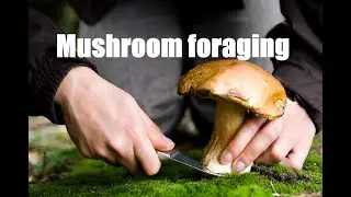 Mushroom foraging