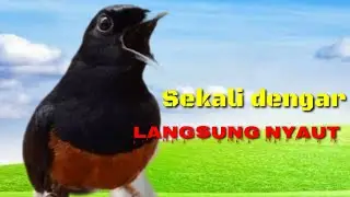 PANCINGAN MURAI LANGSUNG NYAUT Seketika BONGKAR ISIAN