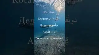 АРАБСКИЙ ЯЗЫК- слова на тему «морские животные»