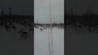 А, может на охоту с оленями ?