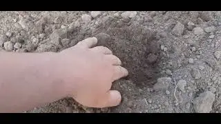 #слепая_обработка #картофель, #сечятой_бороной и#ёжик