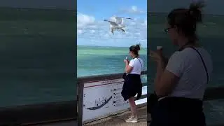 Simply a silly seagull stealing sweets! 😂🎥