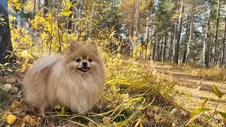 Как Бася чувствует себя в осеннем лесу?