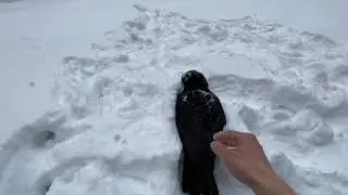 Поведение ворона весной / Гоша купается в снегу / ворон Гоша