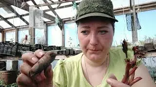 Пионы размножаю в апреле и мае. Потом только листиком