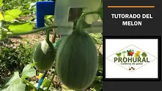 Melon Trellising in the Backyard