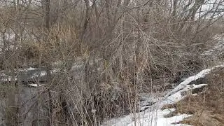 Экологическая катастрофа возле с.Лебедевка Пензенской области