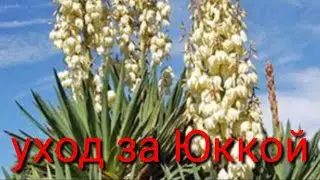 Как ухаживать за садовой юккой