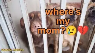Rescue Dogs💔 , importance of shelters in our life✨#animal_world#animals#rescue#animallover