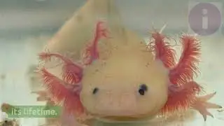 Unbelievable facts about animals. You won't believe some of it.