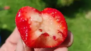Много  Клубники 🍓не бывает. И опять Сенсация🥺Принимаю заявки на рассаду. Омск.