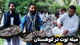 میله توت در کوهستان کاپیسا | زیبایی های پنهان کاپیسا
