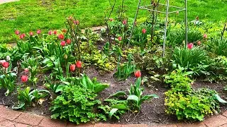 17. April 2021. Blumen in unserem Park. Bleibt gesund!