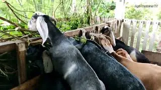 Update sa Purebred ADGA registered Anglo-nubian na nareserved | Bagong panganak na F3 Anglo-nubian