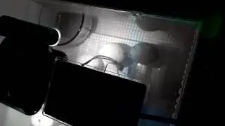 Late night duck hatch watch