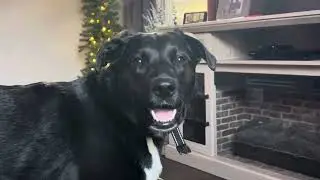 Layla smiling 🐶🥰