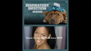 (Trailer) Mystery Dog Illness Speading In The US. What Vets Know So Far