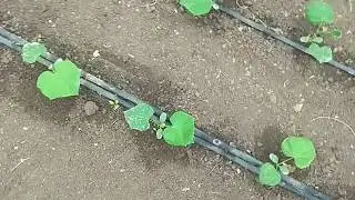 Огурец в теплице осенью #2