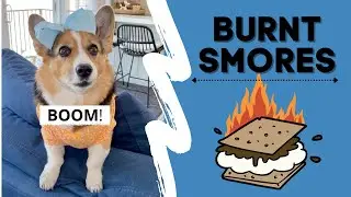 Dog Sets Off SMOKE ALARM! 