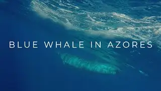 Blue whale underwater footage with Futurismo Azores Adventures