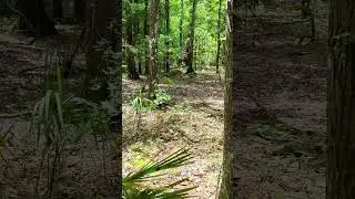 Setting 3D targets at the archery club and came across a real one