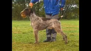 German Wirehaired Pointer - Drahthaar
