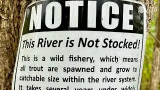 Are Wild Trout Worth Protecting?