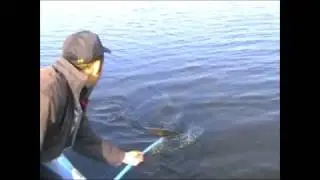 Осень щука