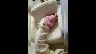 What's in this toy that the cat is soooo excited about???