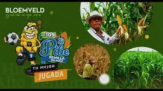 El mejor Maíz Híbrido de alto impacto 