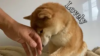 Shiba inu knows How to Get a Head Massage