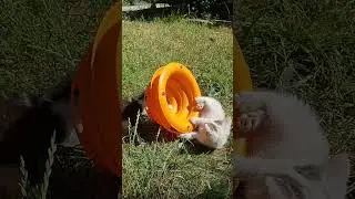 Забавные котята....