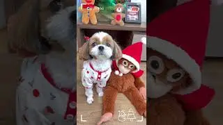 Cute and Funny Shih Tzu Dog 🐶❤️🎅🏻💚😁😂🤣
