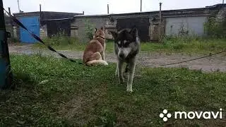 Хаски под дождем, хаски в гараже, мои маленькие помощницы.