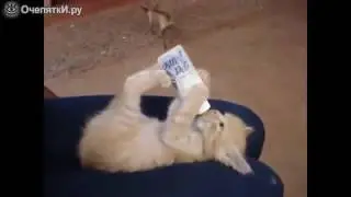 Смешные смешные кошаки