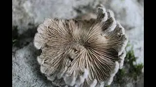 SPLITGILL
