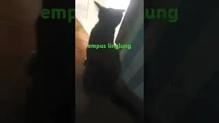 empuslinglung