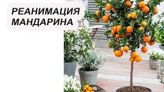 Как оживить мандариновое дерево? Спасение погибающего растения