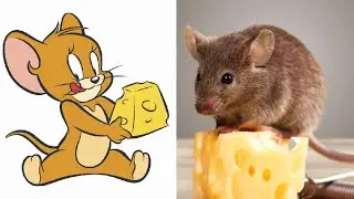 Tom and Jerry Characters in Real Life