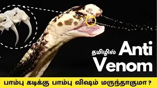Snake Poison In Tamil | How Antivenom Made From Dangerous Snakes Poison | Human Blood Vs Poison