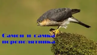 Самец и самка перепелятника : в чем различия?