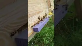 my bees🐝