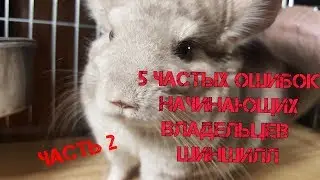 5 частых ошибок начинающих владельцев шиншилл (Часть 2)