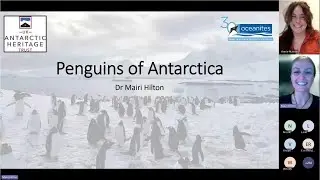 Birds Meet: Antarctica